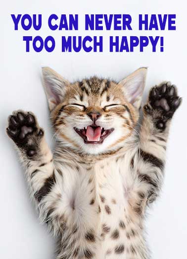 Too Much Happy Cat Funny Birthday     Happy Birthday